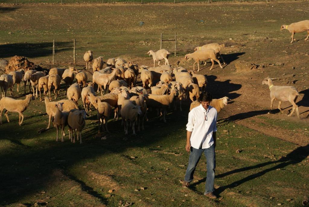 Cantar Do Grilo - Turismo Rural Serpa Extérieur photo